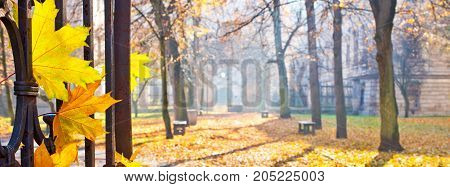 Autumn Landscape with Detail of Yellow Leaves