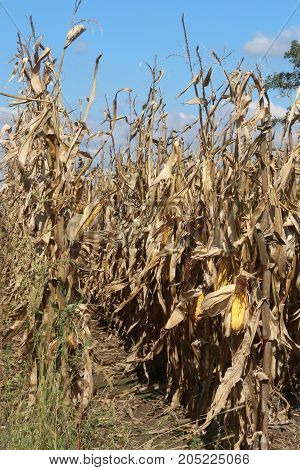 Corn in the field. Rows with a ripe corn on the cob ready for harvesting against cloudy blue sky. Vertical composition.