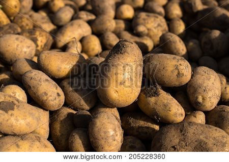 Potato. Time Harvesting Potatoes. Heap Of Fresh Potatoes With Ground On Sunny Field After Harvesting Close Up. Unwashed Potatoes.