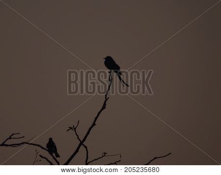 A silhouette of birds at dawn seems like a symbol