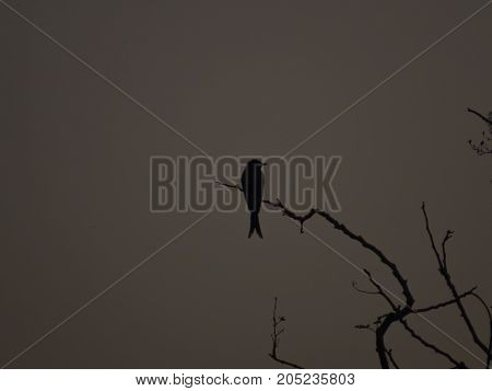 A silhouette of bird at Dawn seems like a symbol