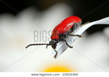 Beetle giglio scarlatto