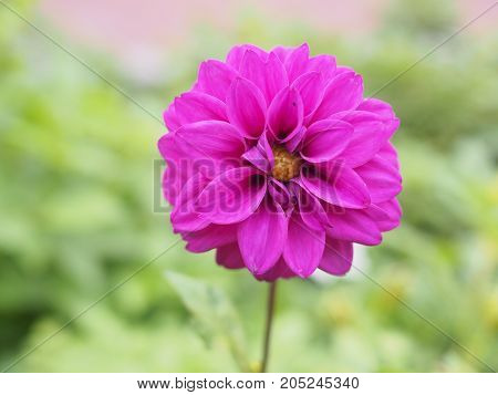 One purple/violet ball Dahlia flower in the flower bed.