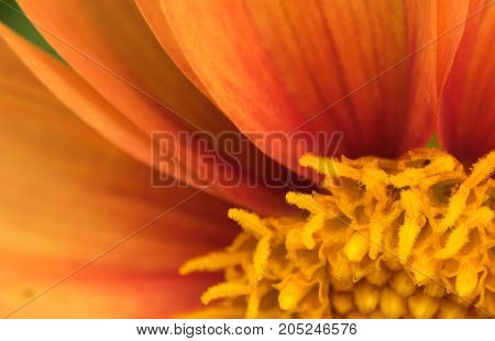 an amazing macro shot of a lovely colourful flower.