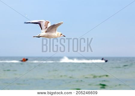 Gull and sea scouter competition marine landscape