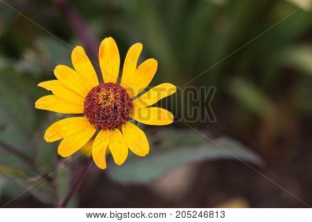 an amazing macro shot of a lovely colourful flower.