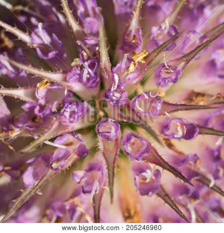 an amazing macro shot of a lovely colourful flower.