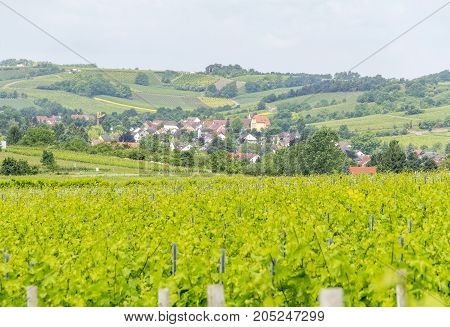 winegrowing scenery around Loerzweiler in the Rhineland-Palatinate in Germany at spring time