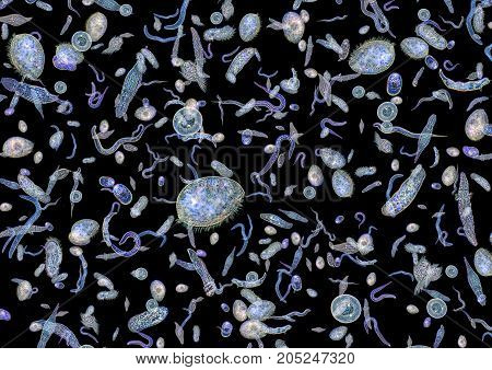 micrography showing lots of various translucent freshwater microorganisms in dark back