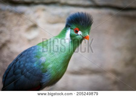 A Beautiful Guinea Turaco Bird In Ontario