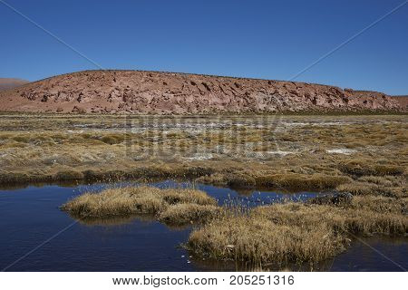 Wetland along a tributary of the River Lauca high on the Altiplano of northern Chile in Lauca National Park.