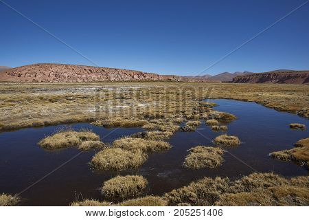 Wetland along a tributary of the River Lauca high on the Altiplano of northern Chile in Lauca National Park.