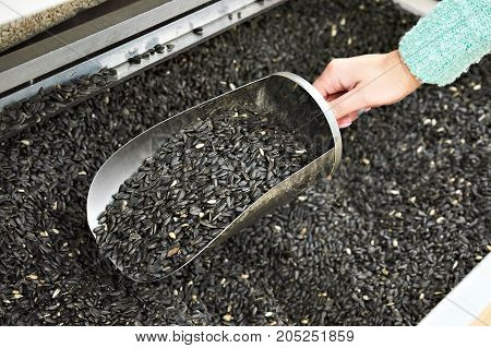 Buyer With Scoop Takes Sunflower Seeds In Shell