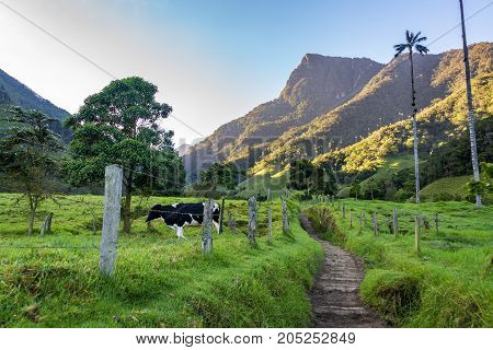 Hiking trail in Cocora Valley near Salento Colombia