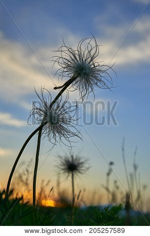 A Pasque flower after blooming on a sky background