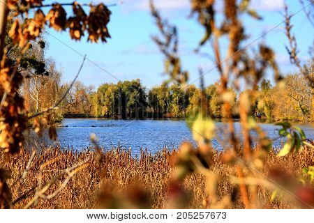 Pond in autumn scenery. The warm colors of the plants and the cool blue sky and pond