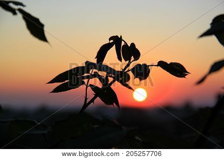 The rose bushes on the background of the sunset