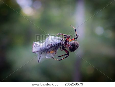 Common garden spider with a beetle wrapped up in web with dark green background and bokeh