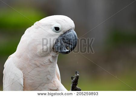 A white Moluccan Cockatoo playing on the rope