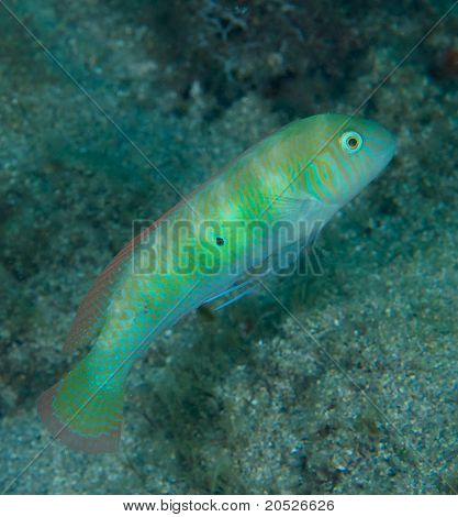 Razorfish สีเขียว