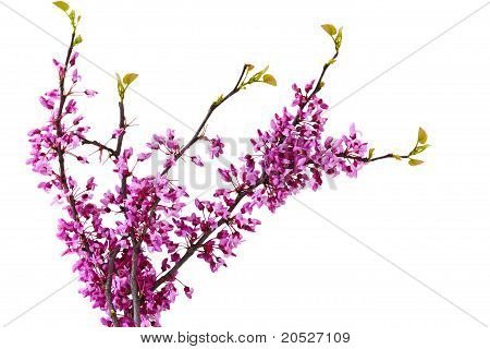 Redbud