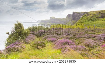 cliffs with moore of skye island in summer scotland