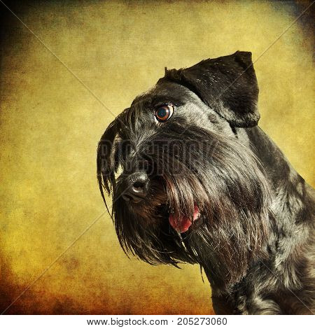 Portrait Of A Standard Schnauzer With Textured Background
