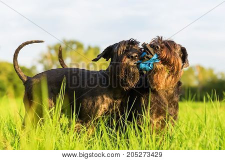 Two Schnauzer Fight For A Treat Bag