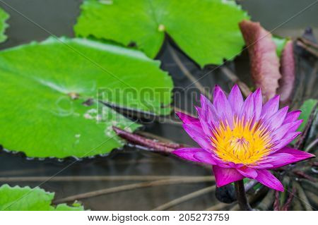 Close up purple water lilly in the pond.