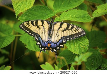 Eastern Tiger Swallowtail on raspberry bush leaves