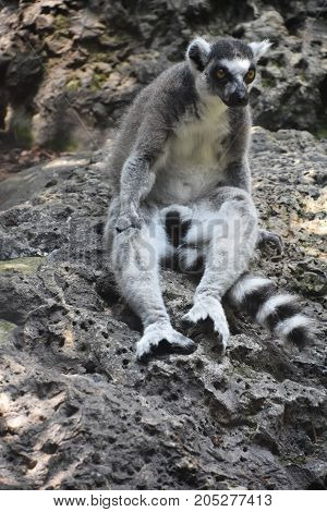 A Beautiful Little Lemur in a Zoo