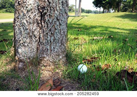 Golf Ball at Tree Bottom Obstruction Rule 24