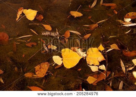Autumn etude with the fallen-down yellow leaves on a water smooth surface