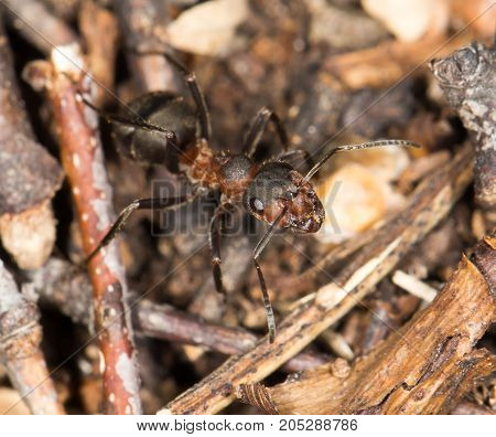 ant in nature. close-up . In a park in the nature