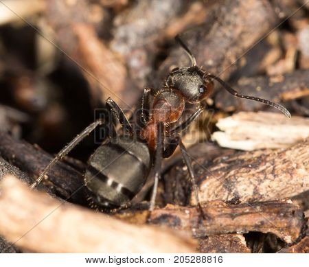 ant in nature. close-up . In a park in the nature