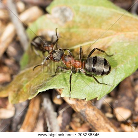 ant in nature. close-up . In a park in the nature