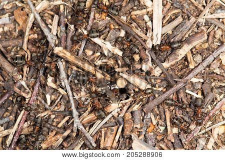 ant in nature. close-up . In a park in the nature