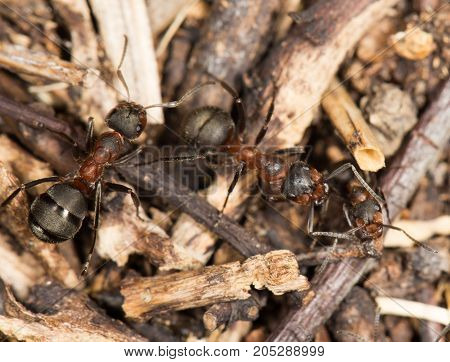 ant in nature. close-up . In a park in the nature