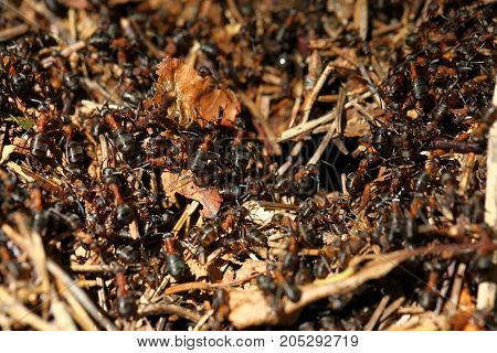A lot of ants crawling around in there stay