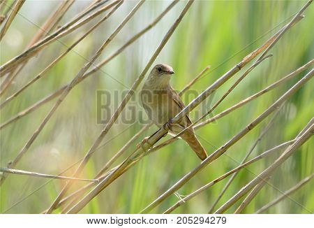 Savis Warbler.The distribution of Nightingale cricket quite unique. Both dedicated this cricket subspecies (European and Asian) are not continuous, but spotty areas. This structure of modern habitats of passerine birds are very rare. It shows that in the 