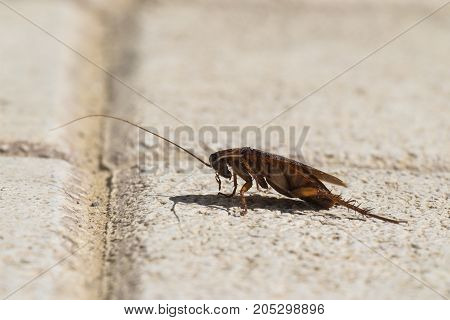 American cockroach sitting on a stone surface (Periplaneta americana) - Left view