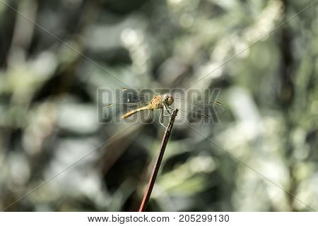 Female tawny dragonfly the ruddy darter sits on a branch (Sympetrum sanguineum)