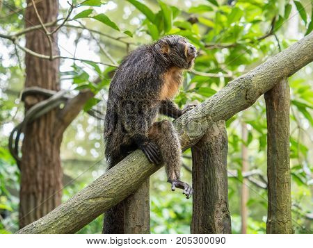 Female white-faced saki sits on branch close up
