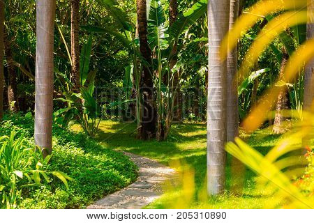 Trail in the tropical jungle in the afternoon. Tropic in park. Stone road in the forest. Palm