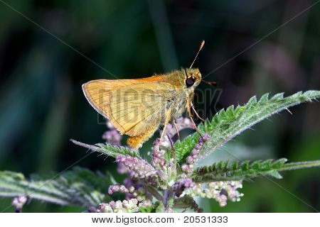 나비 ochlodes venatus