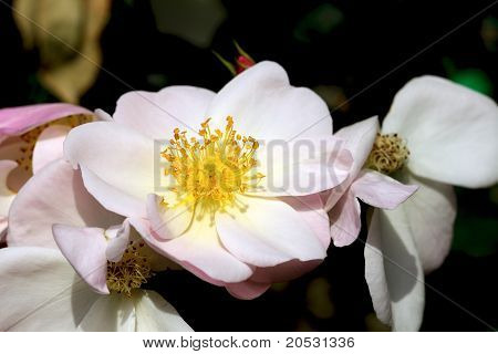 Una rosa Called 