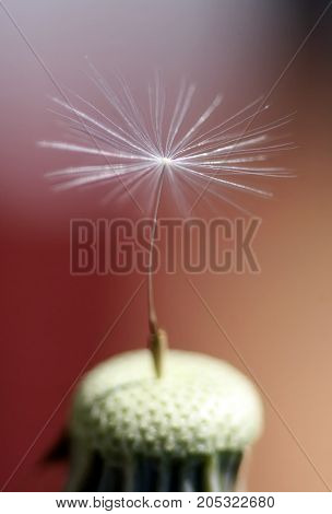 Single dandelion seed on a dandelion in closeup