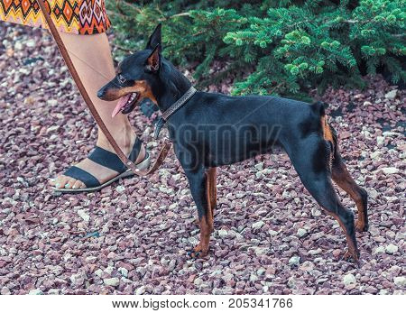 Zwergpinscher dog portrait close up, view from side. Black miniature pinscher Zwergpinscher, min pin standing. Playful pet outdoors.