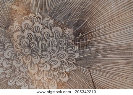 round lines background. wooden background. tree in a section. brown background. natural background