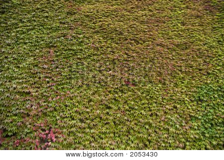 Carpet